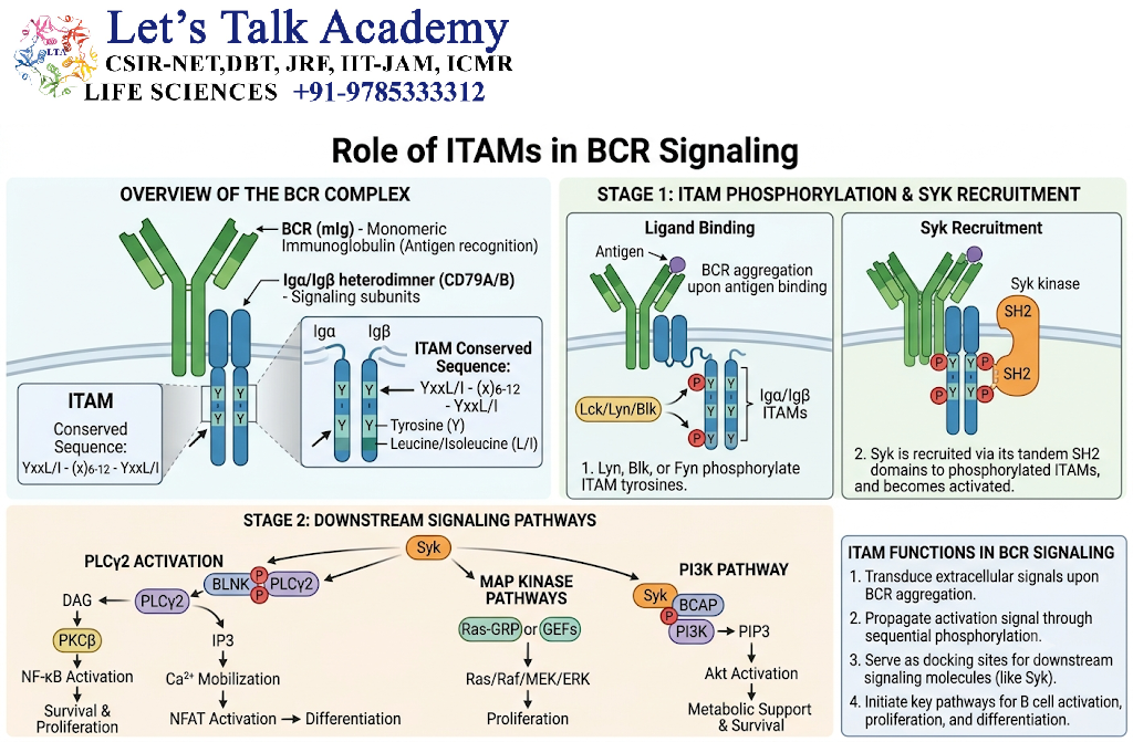 Role of ITAMs in BCR Signaling