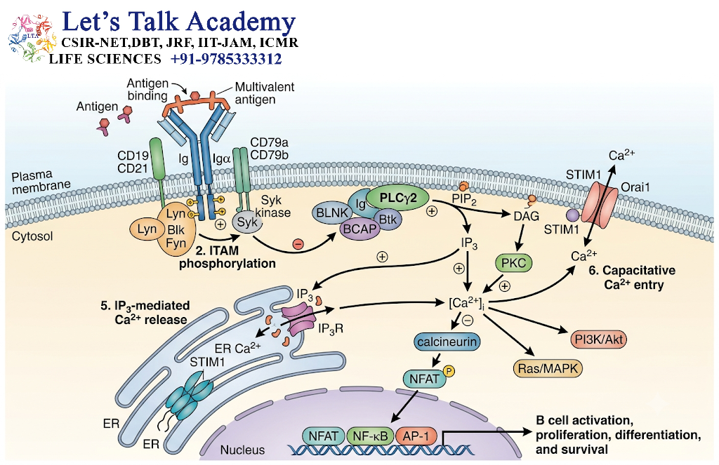 BCR and Calcium Signaling