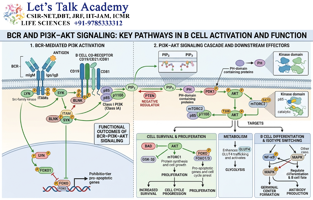 BCR and PI3K–AKT Signaling