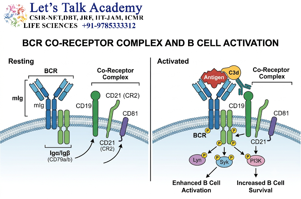 BCR Co-Receptor Complex