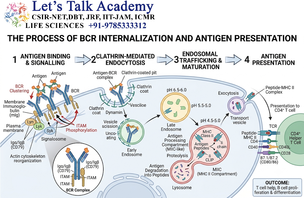 BCR Internalization