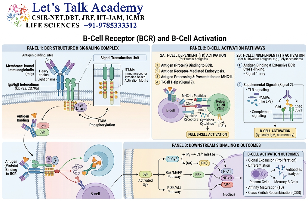 BCR and B-Cell Activation