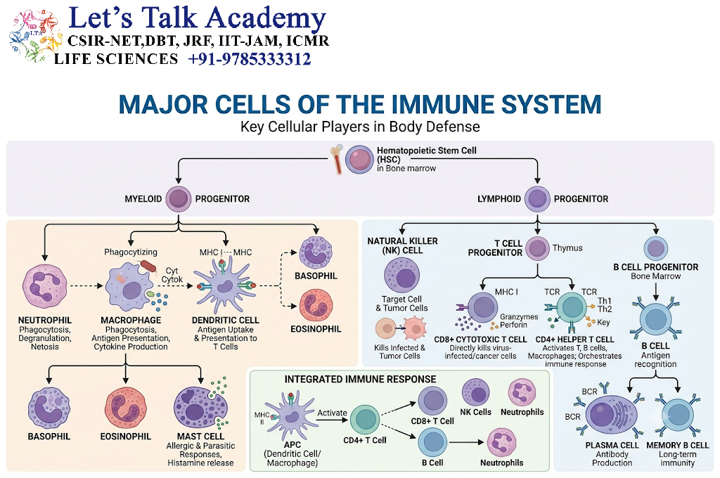 Major Cells Involved