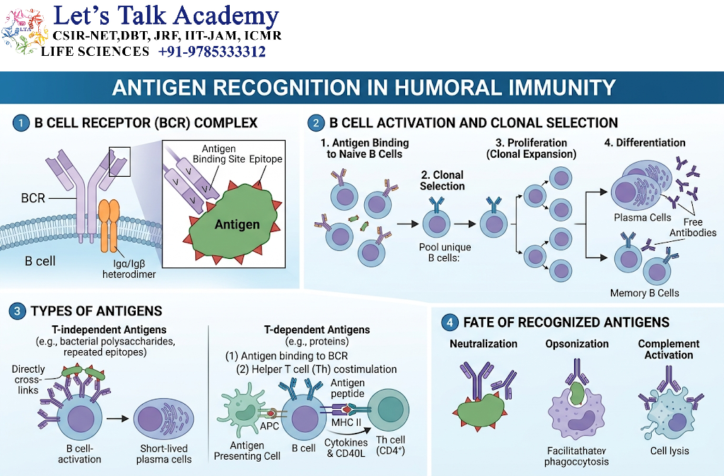Antigen Recognition in Humoral Immunity
