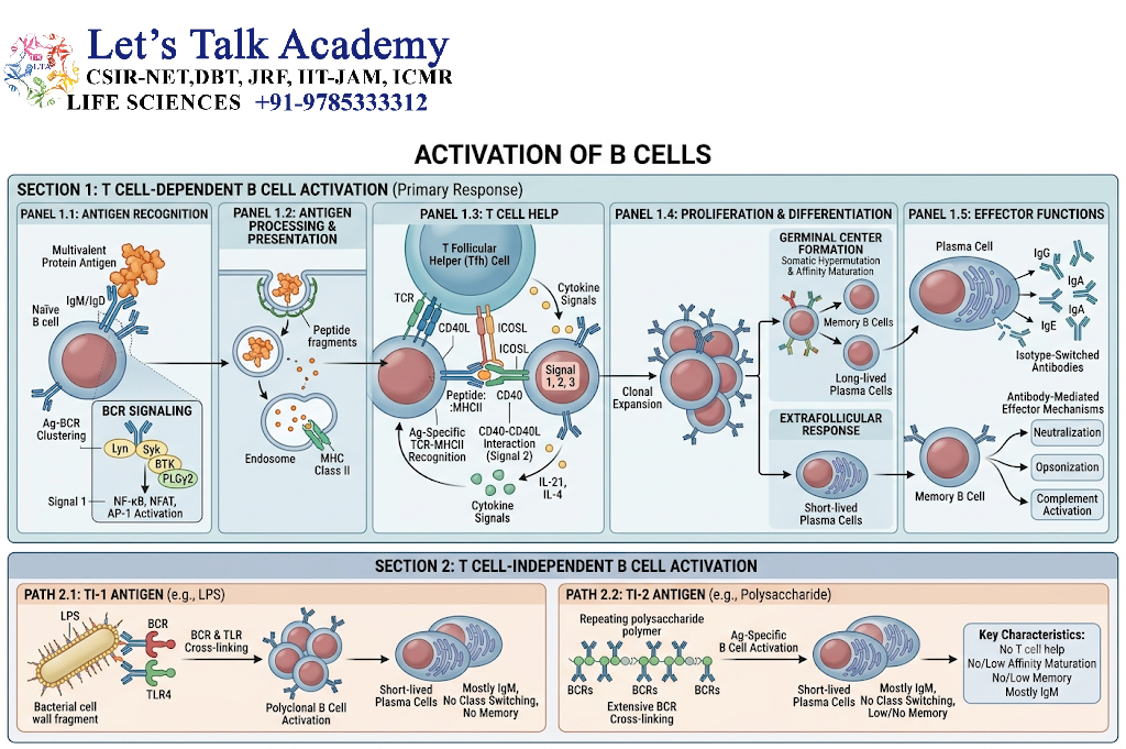 Activation of B Cells