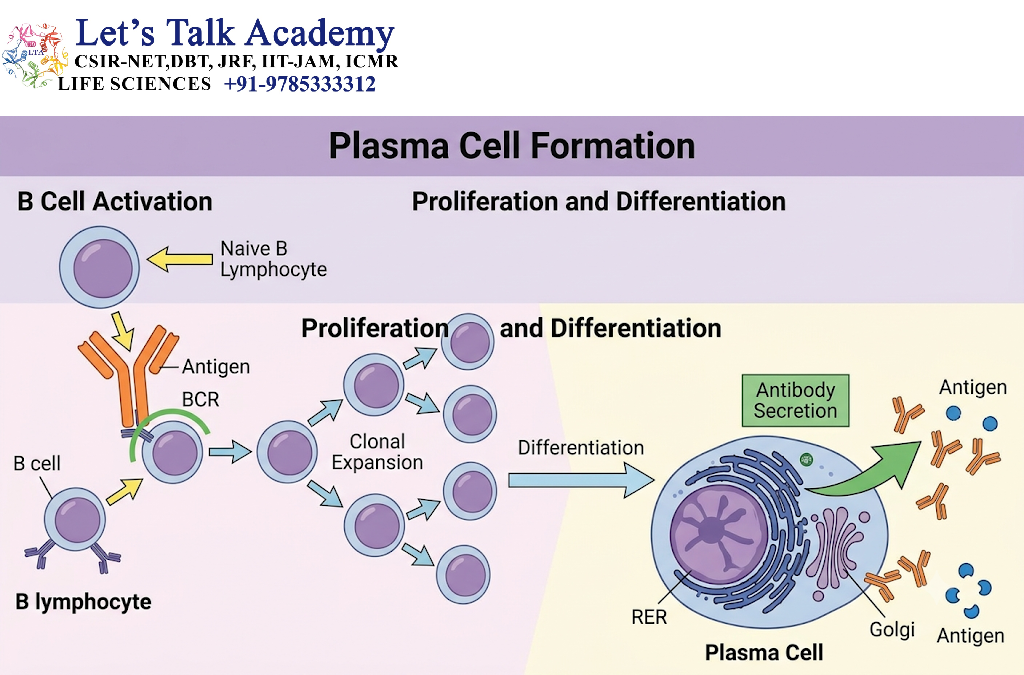Plasma Cell Formation