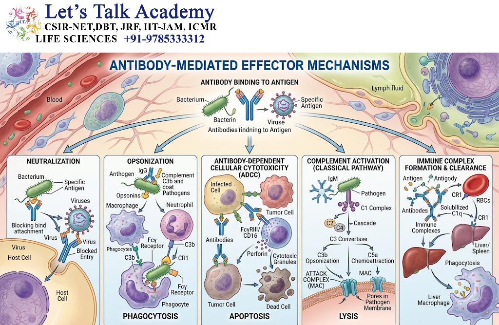 Antibody-Mediated Effector Mechanisms