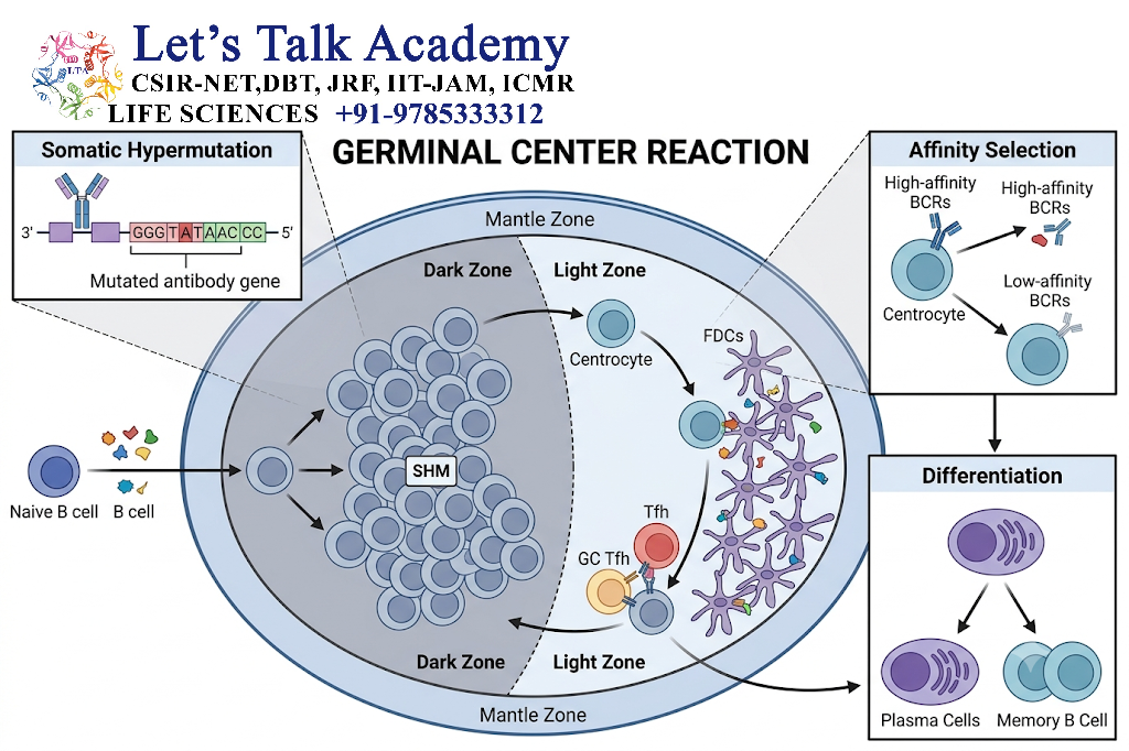 Germinal Center Reaction