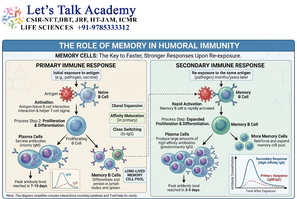 Memory in Humoral Immunity
