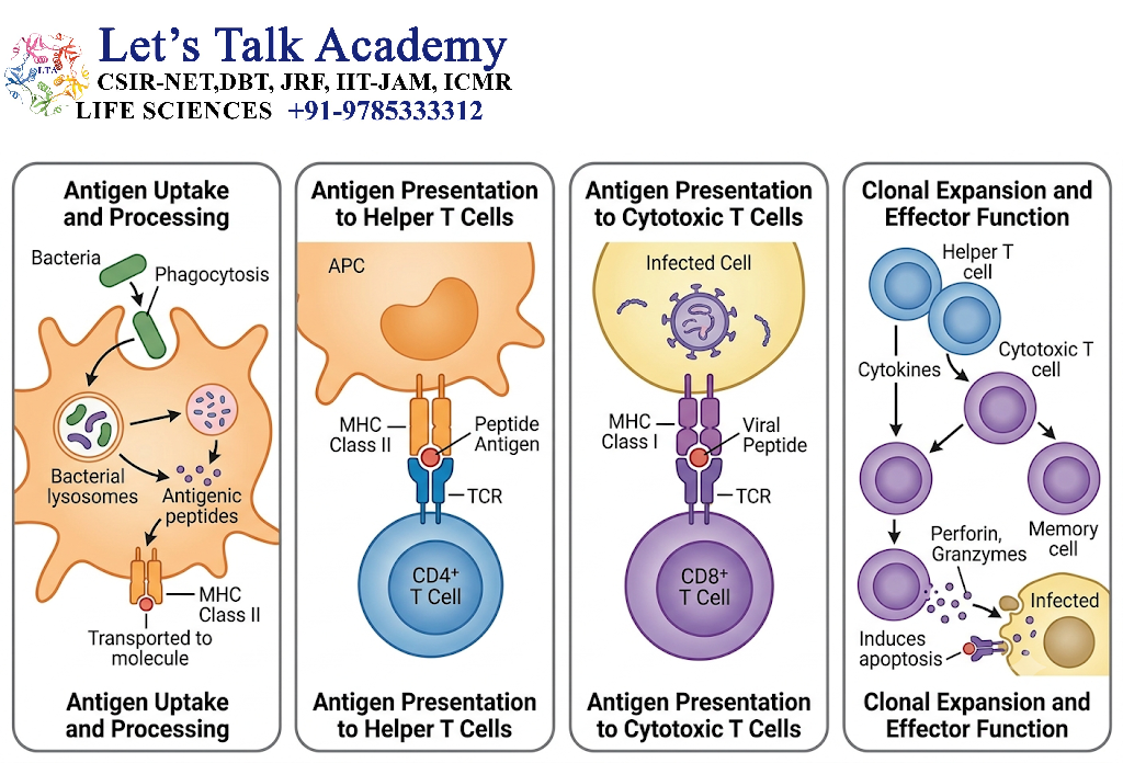 Antigen Recognition in Cell-Mediated Immunity