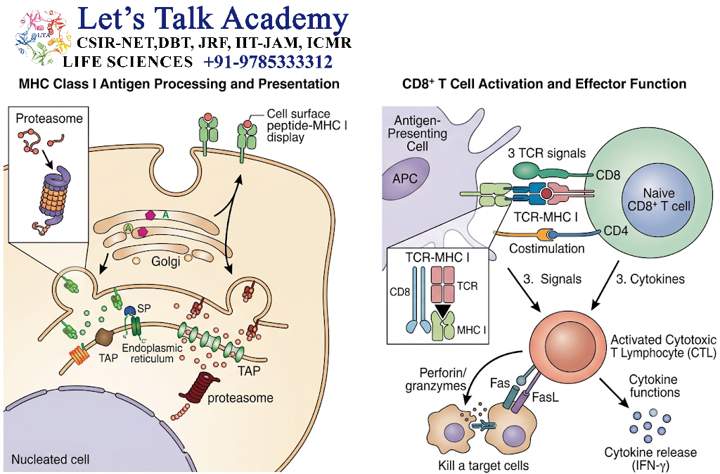 MHC Class I and CD8⁺ T Cells