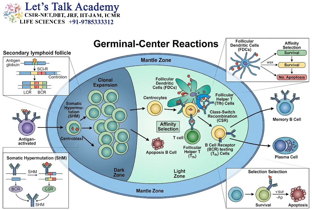 Germinal-Center Reactions
