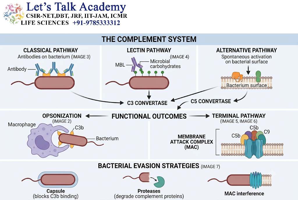 Complement and Bacterial Infections