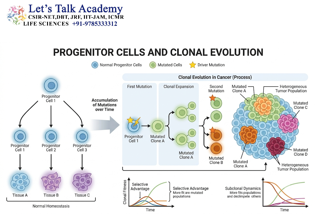 Progenitor Cells and Clonal Evolution