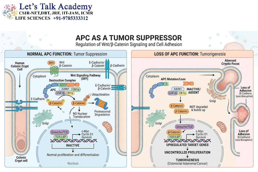 APC as a Tumor Suppressor