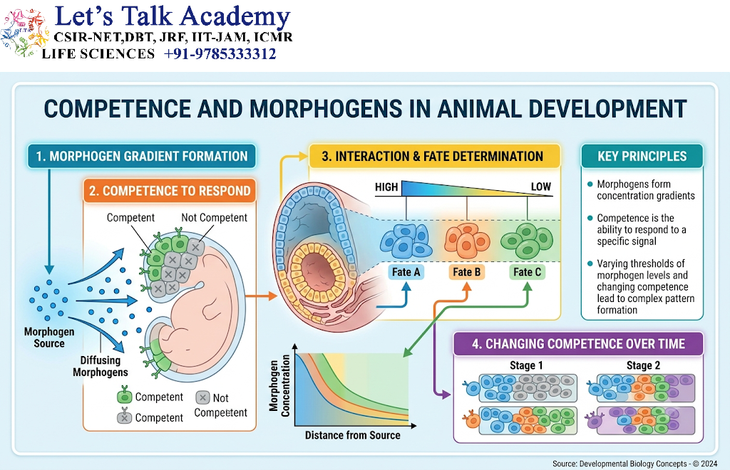 Competence and Morphogens