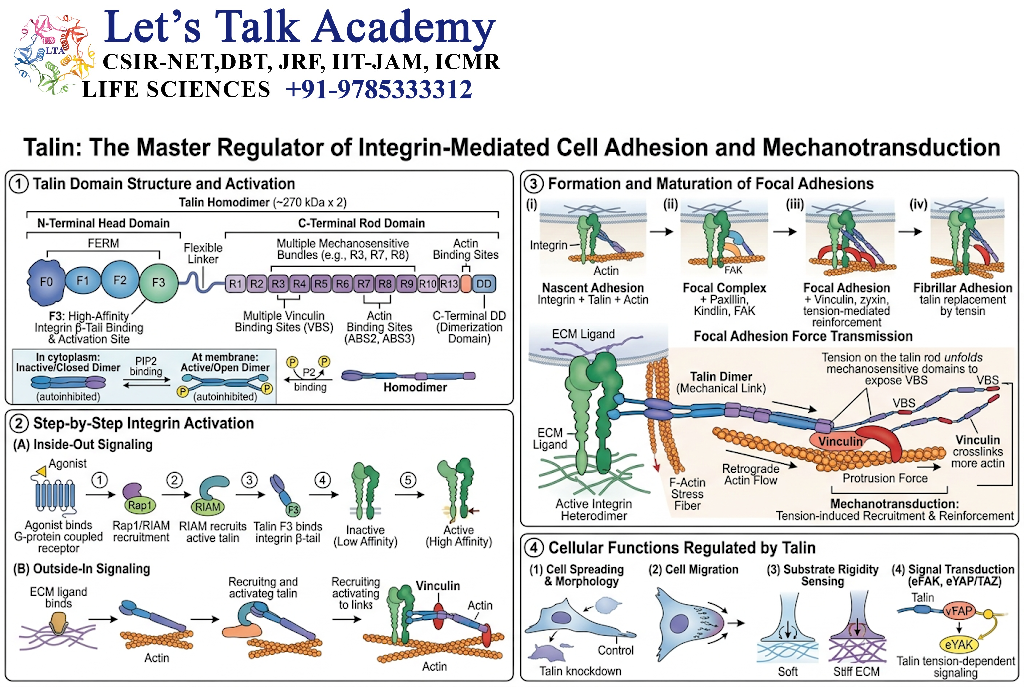 Role of Talin