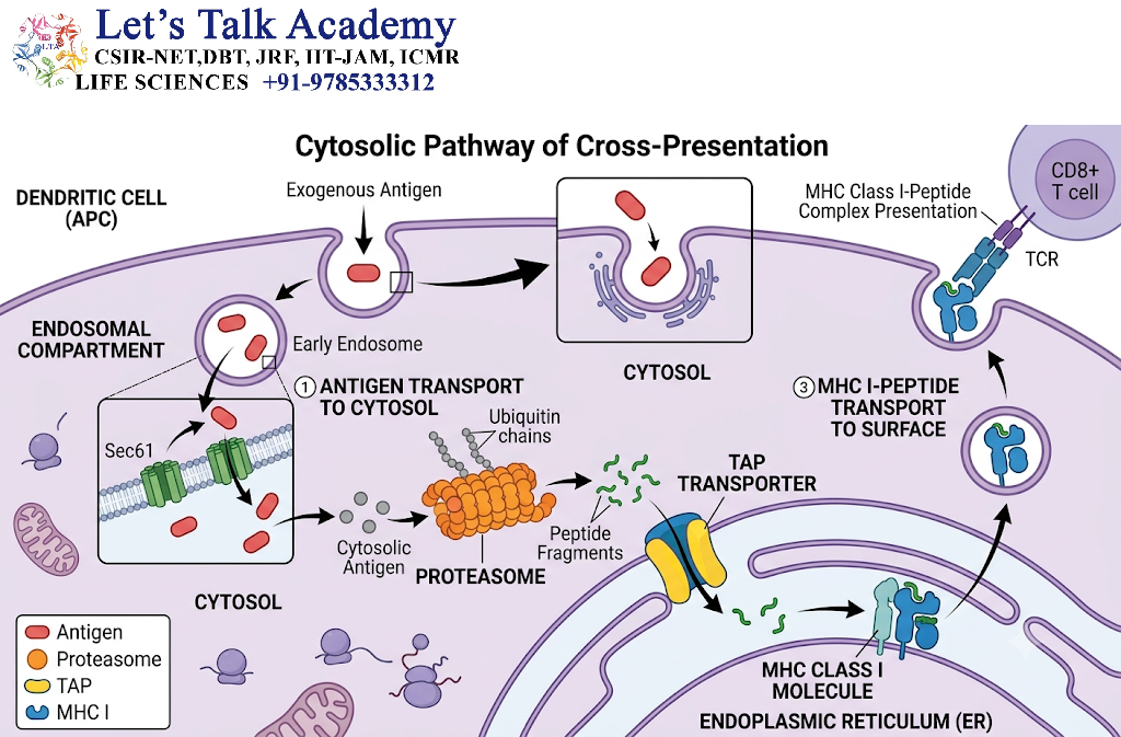 Cytosolic Pathway of Cross-Presentation