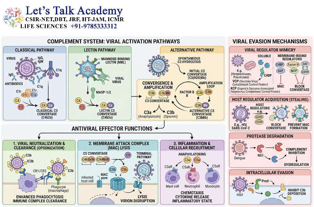 Complement and Viral Infections