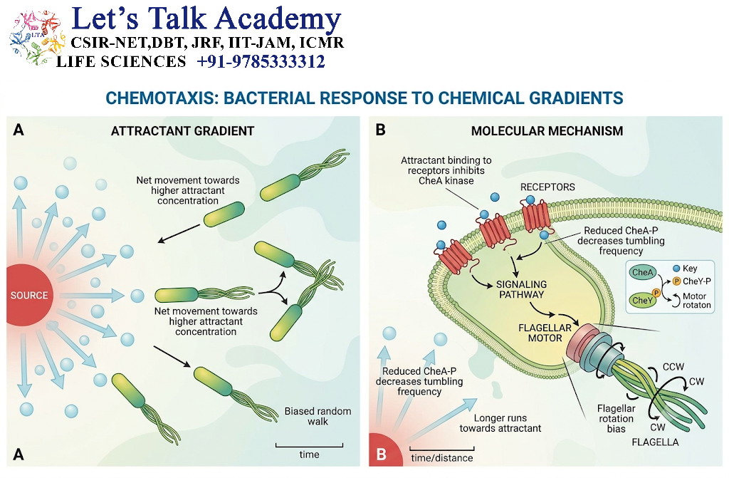 Chemotaxis