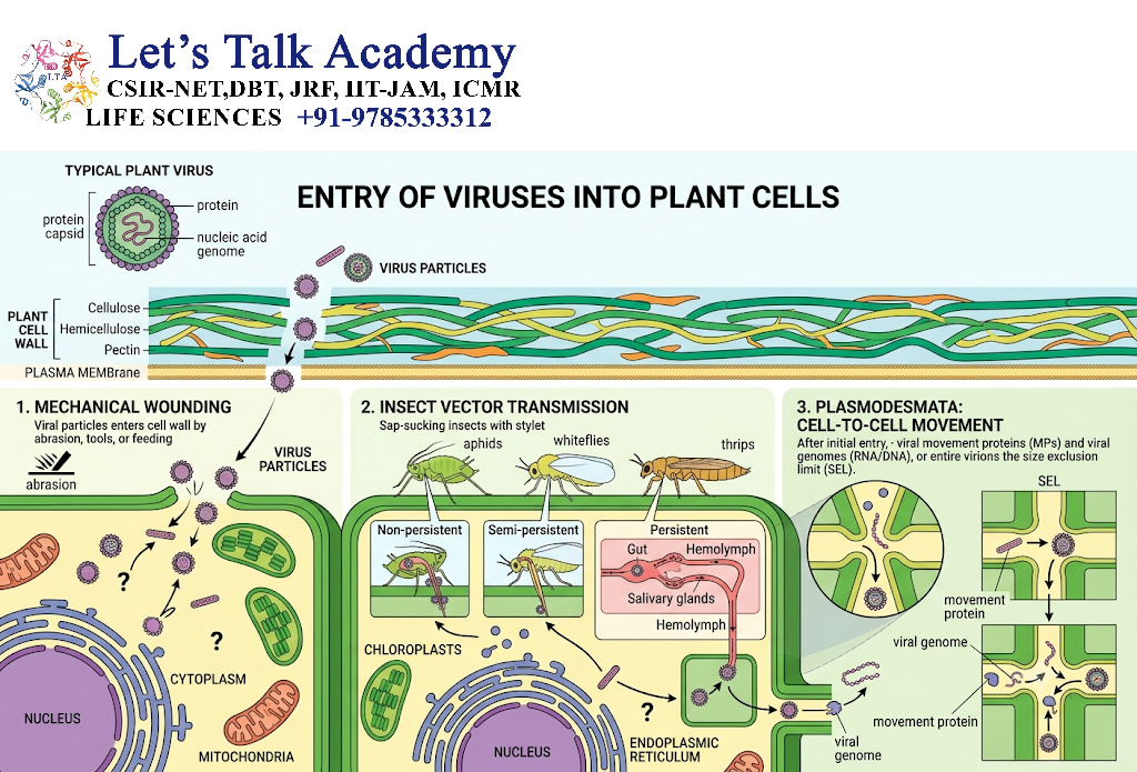 Entry of Viruses into Plant Cells