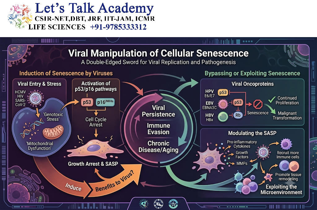 Viral Manipulation of Cellular Senescence