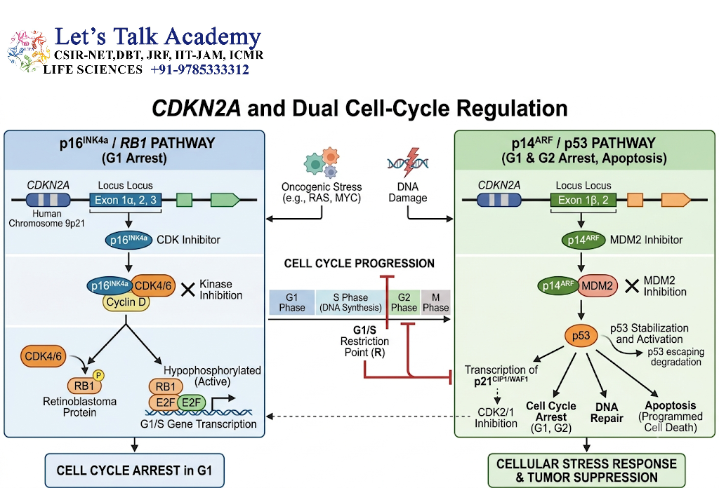 CDKN2A and Cell-Cycle Regulation
