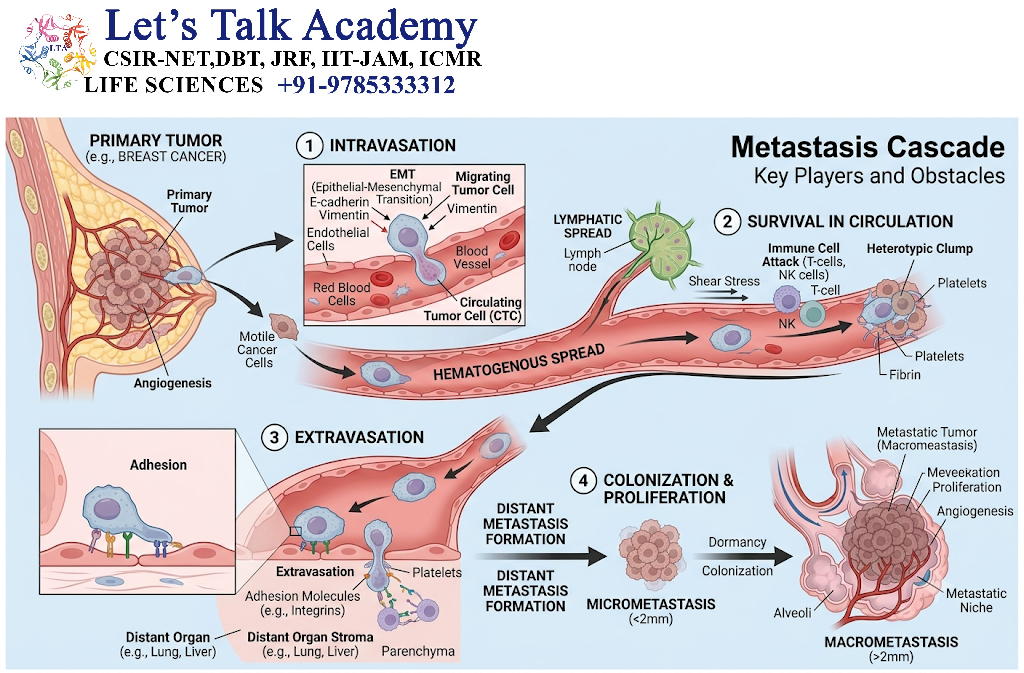 Basic Mechanism of Metastasis