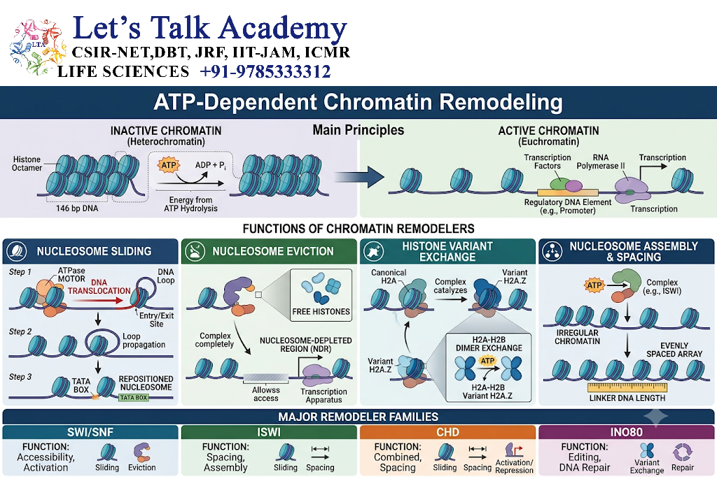 ATP-Dependent Chromatin Remodeling