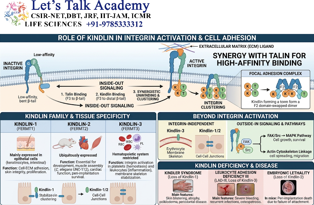 Role of Kindlin