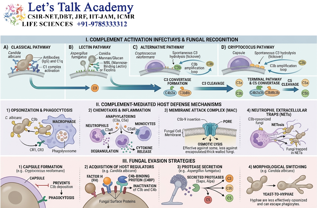 Complement and Fungal Infections