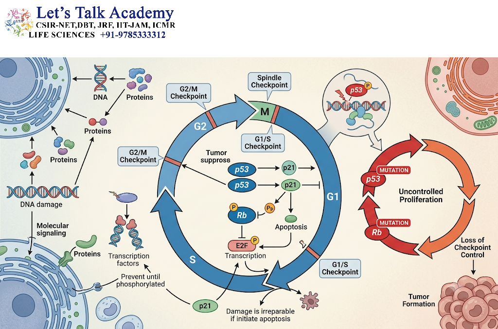 Tumor Suppressor Genes and the Cell Cycle