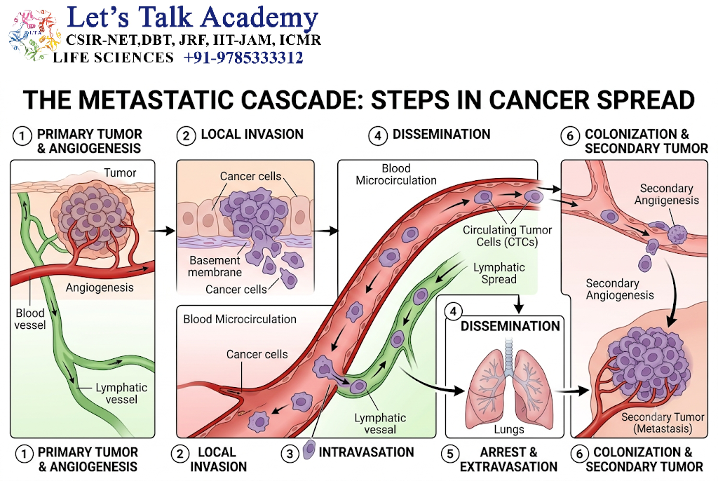 Metastatic Cascade