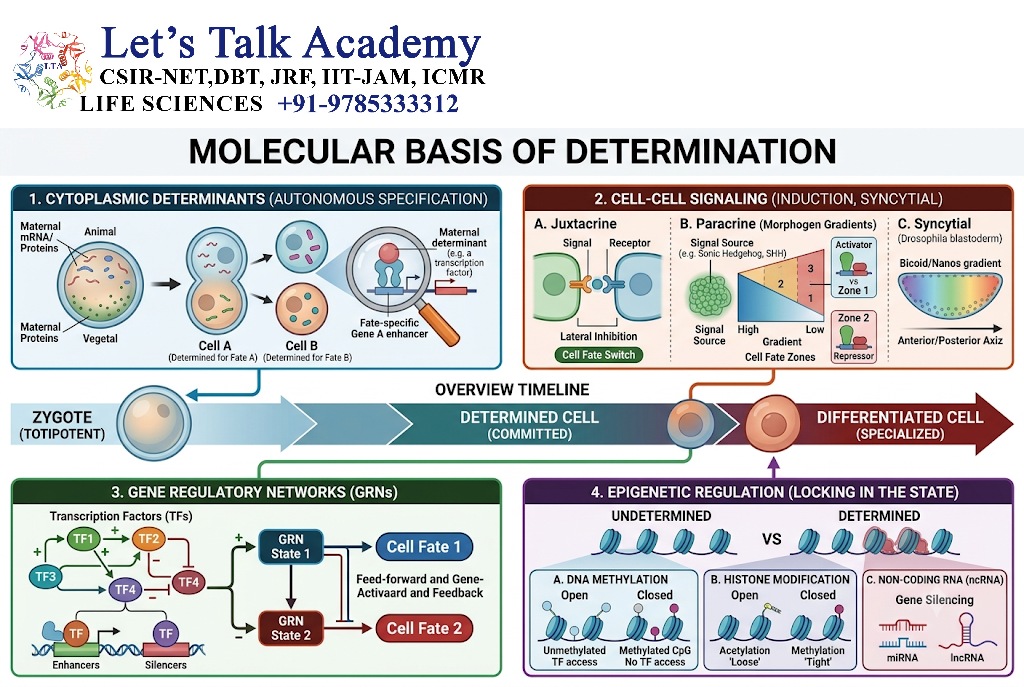 Molecular Basis of Determination