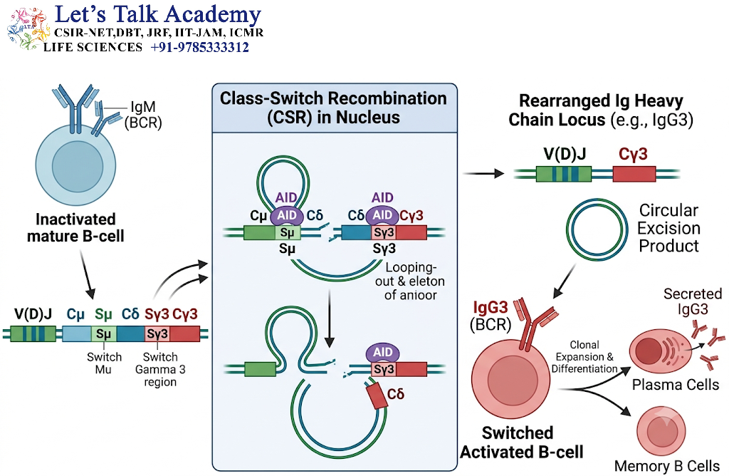 Class-Switch Recombination