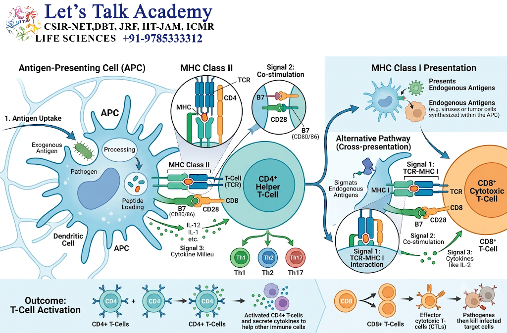 Antigen Presentation and T-Cell Activation