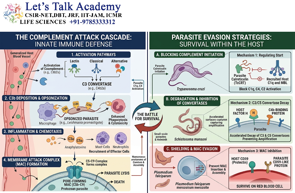 Complement and Parasitic Infections