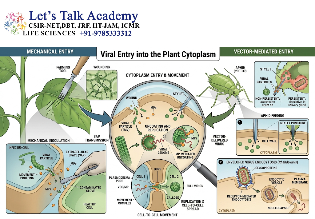 Viral Entry into the Plant Cytoplasm