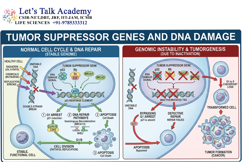Tumor Suppressor Genes and DNA Damage