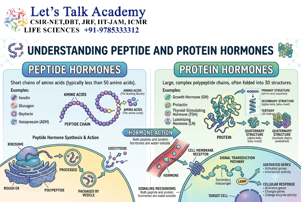 Peptide and Protein Hormones