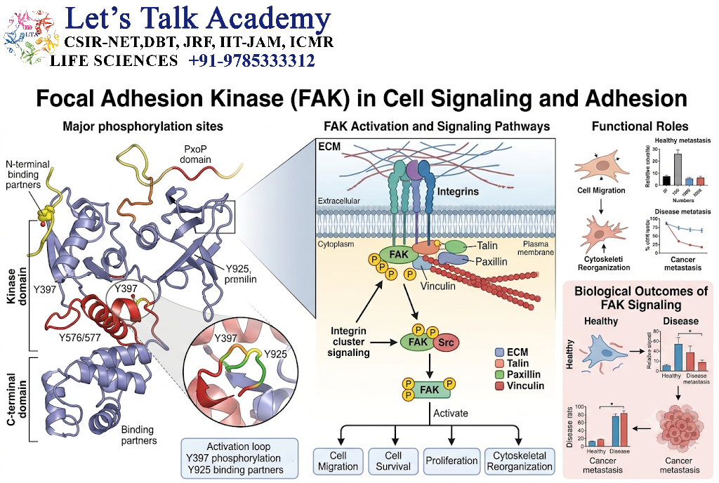Focal Adhesion Kinase