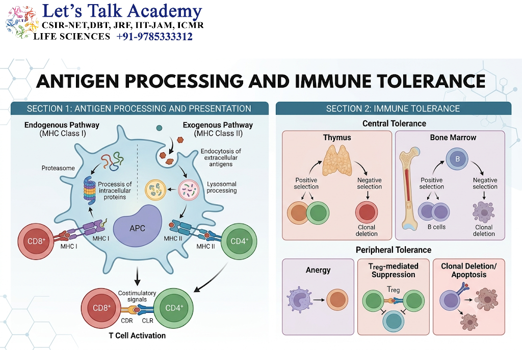 Antigen Processing and Immune Tolerance