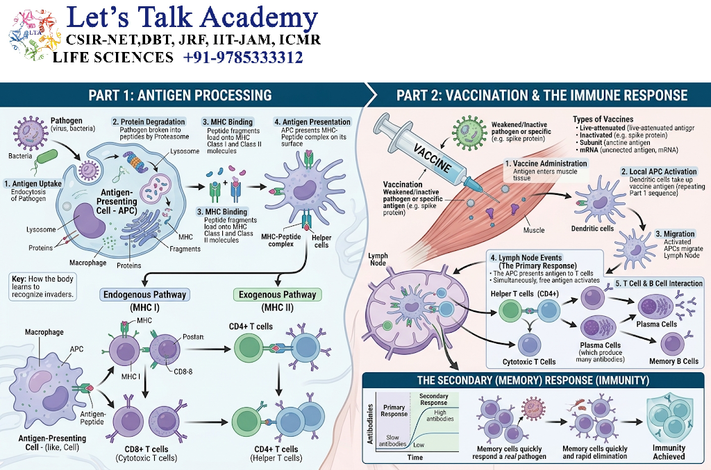 Antigen Processing and Vaccination