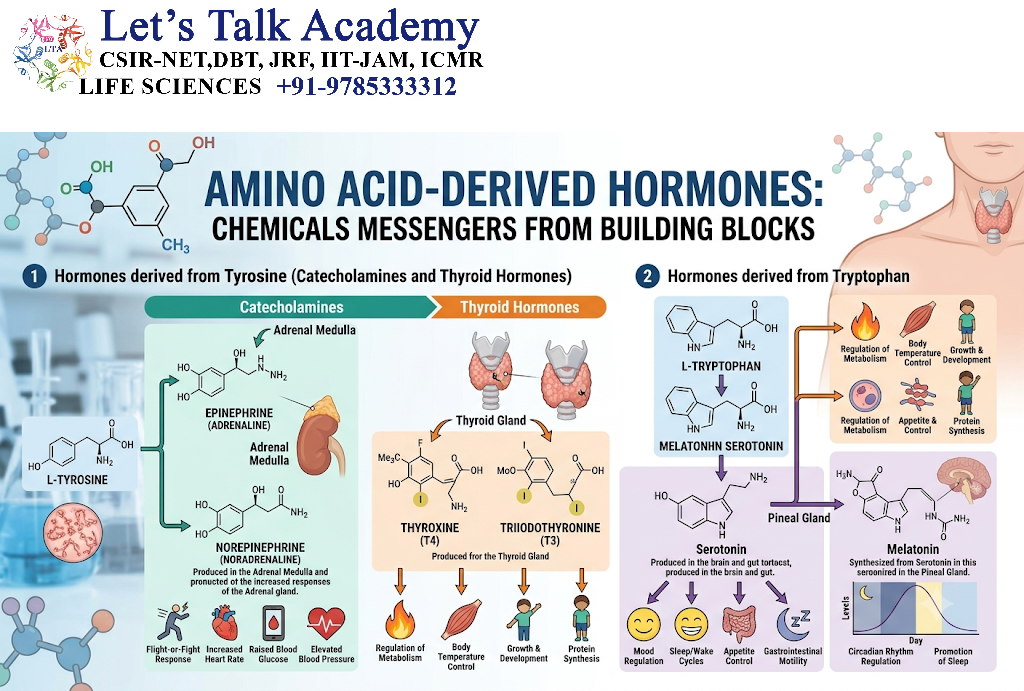 Amino Acid-Derived Hormones
