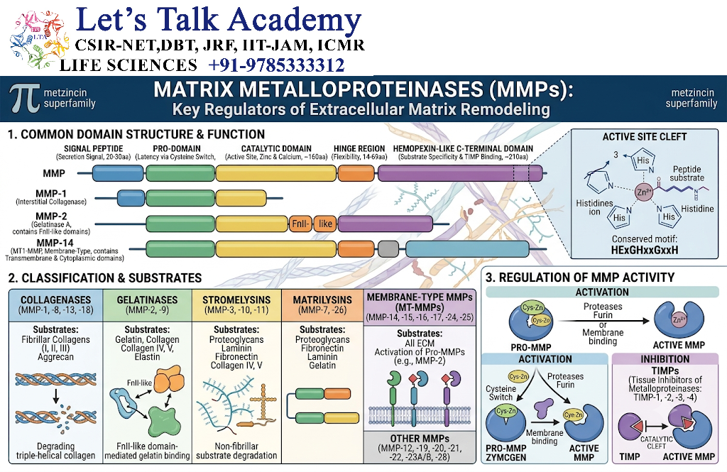 Matrix Metalloproteinases