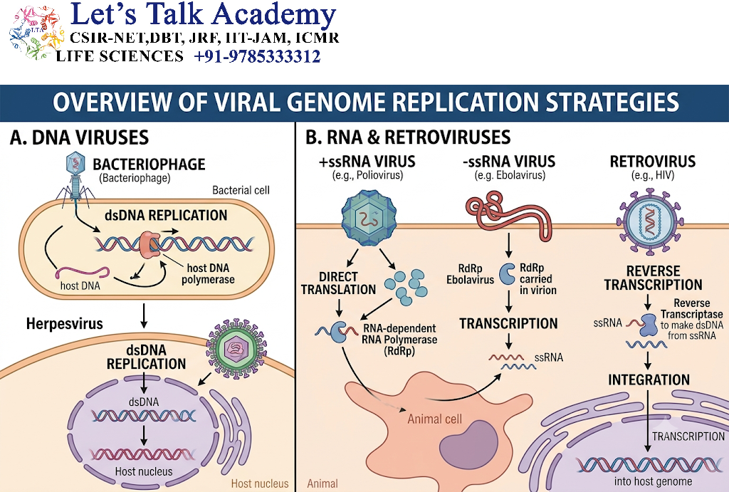 Viral Genome Replication