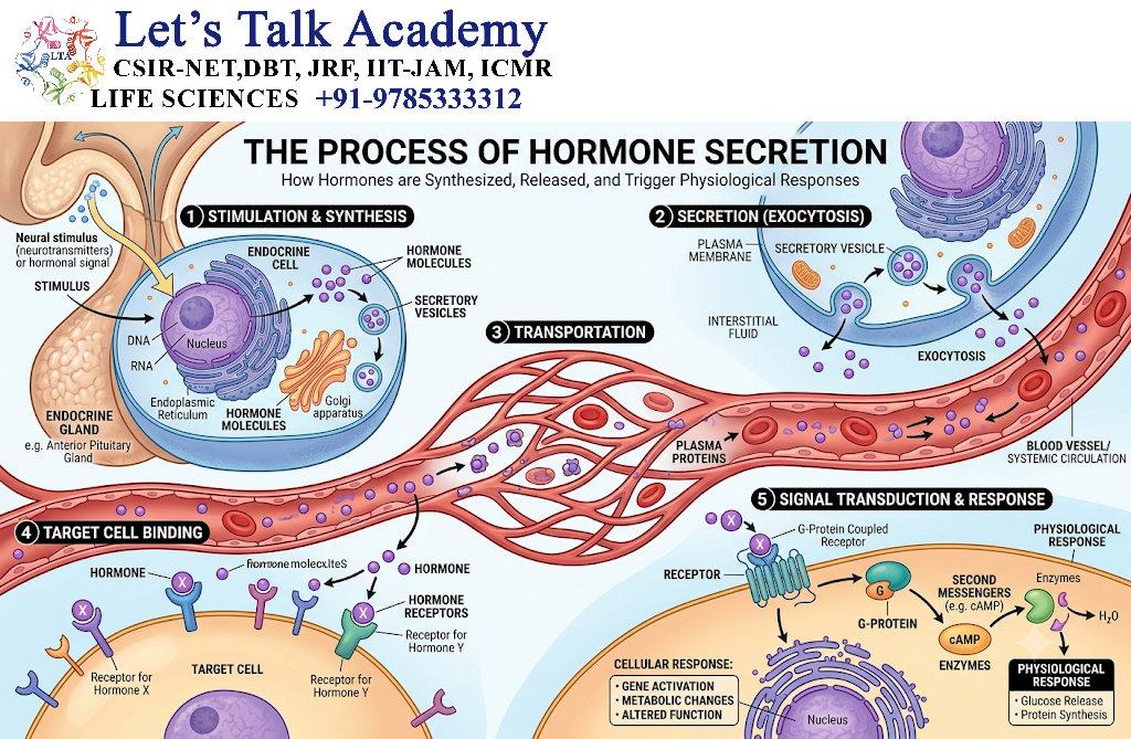 Hormone Secretion