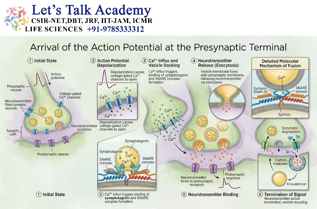 Arrival of the Action Potential at the Presynaptic Terminal