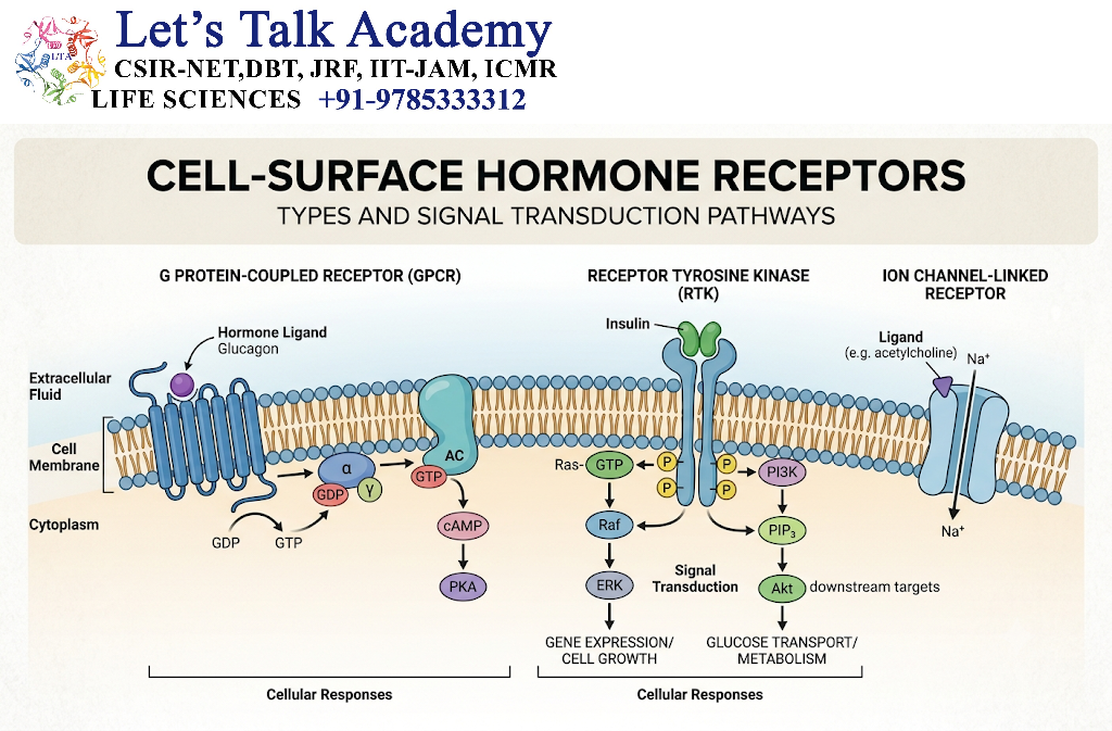 Cell-Surface Hormone Receptors