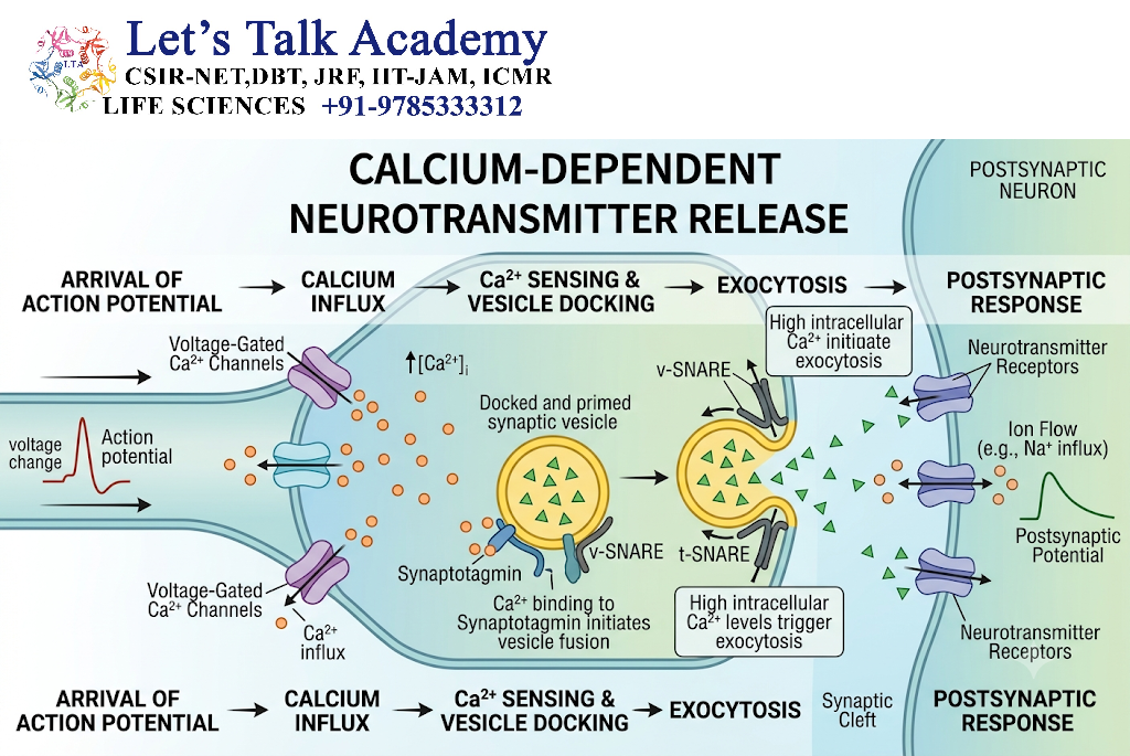 Calcium-Dependent Neurotransmitter Release